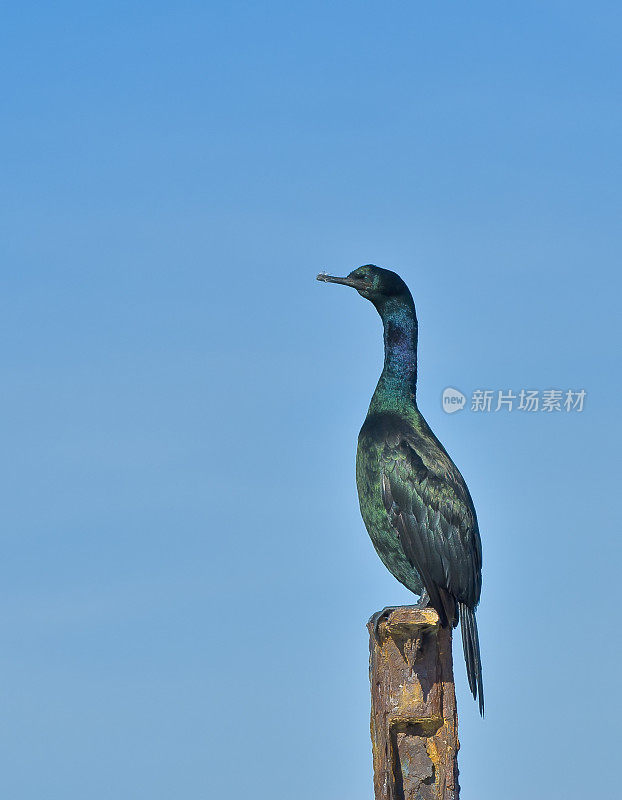 中上层鸬鹚(Phalacrocorax pelagicus)，也被称为贝尔德鸬鹚，是鸬鹚家族Phalacrocoracidae的小成员。埃尔克霍恩沼泽是加利福尼亚州蒙特利县蒙特利湾的一个17.1英里长的潮汐沼泽和河口。